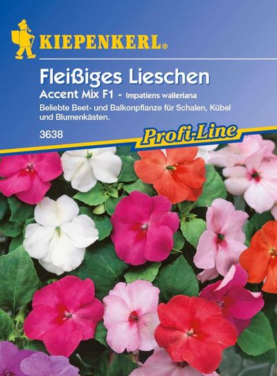 Fleißige Lieschen Impatiens Accent Mischung, F1 von TOM-GARTEN auf blumen.de