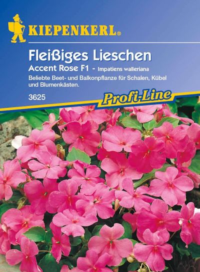 Fleißiges Lieschen Accent rosa, F1 von TOM-GARTEN auf blumen.de