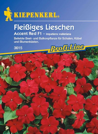 Fleißiges Lieschen Accent, rot, F1 von TOM-GARTEN auf blumen.de