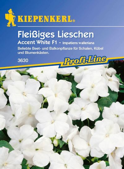 Fleißiges Lieschen Accent, weiß, F1 von TOM-GARTEN auf blumen.de