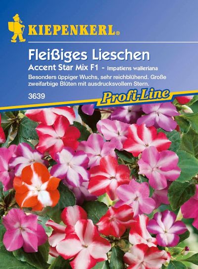 Fleißiges Lieschen Accent Star Mix, F1 von TOM-GARTEN auf blumen.de