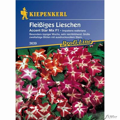 Fleißiges Lieschen ´Accent Star Mix´ von Garten Schlüter auf blumen.de