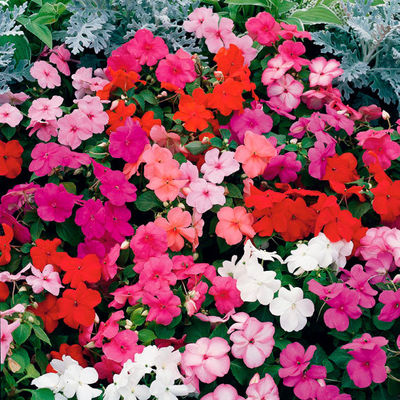 Fleißiges Lieschen Samen Tempo Chrystal F1-Mischung von Gärtner Pötschke auf blumen.de