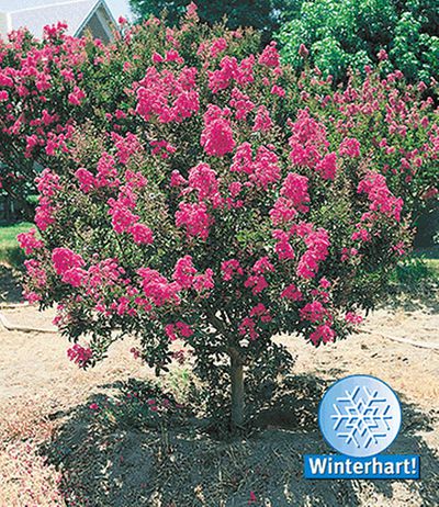 Flieder des Südens von BALDUR-Garten auf blumen.de