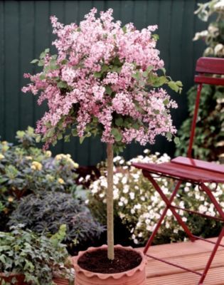 Flieder Palibin® von GartenXXL auf blumen.de
