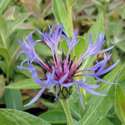 Flockenblume (Centaurea montana)  von Gartengruen-24 auf blumen.de