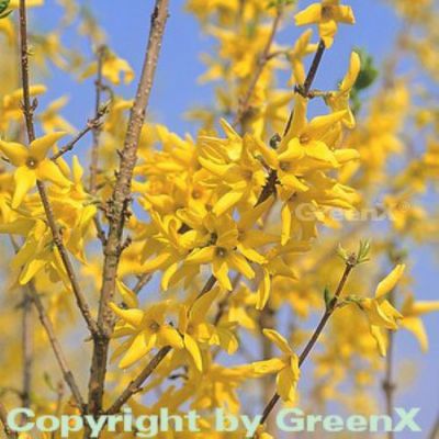 Forsythie Beatrix Farrand 60-80cm von Nr-01 Pflanzenversand auf blumen.de