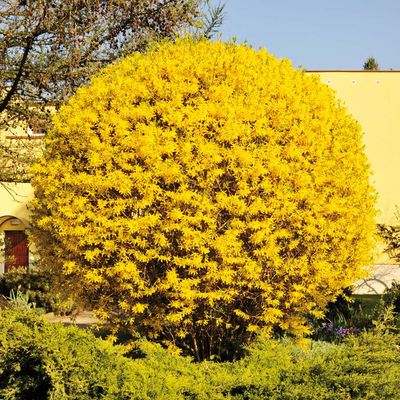 Forsythie von TOM-GARTEN auf blumen.de