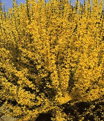 Forsythie von BALDUR-Garten auf blumen.de