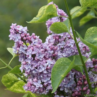 Französischer Flieder ´Aucubaefolia´ von Garten Schlüter auf blumen.de