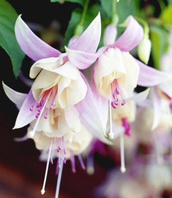 Fuchsien ´Annabel´ von GartenXXL auf blumen.de