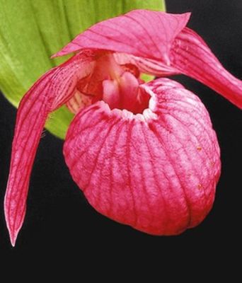 Freiland-Orchidee ´Macranthos´ von BALDUR-Garten auf blumen.de