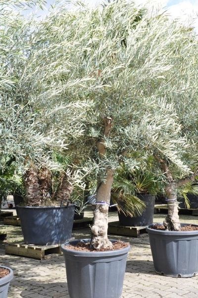 Frostharter Olivenbaum, Olea Hojiblanca von Der Palmenmann auf blumen.de