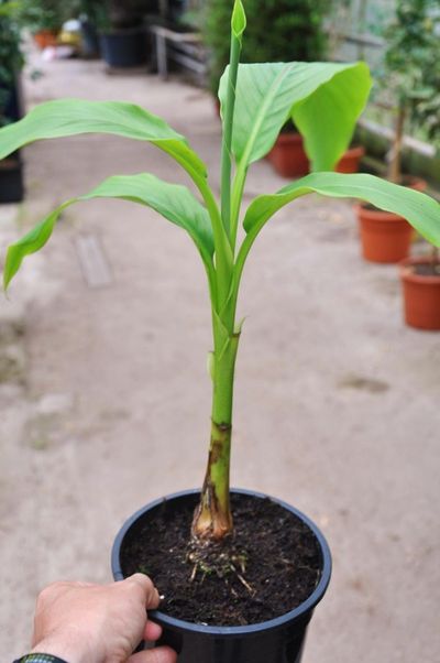 Frostverträgliche Banane - Musa Basjoo von Der Palmenmann auf blumen.de