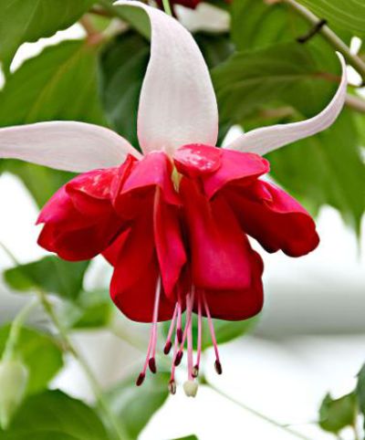 Fuchsie 'Seventh Heaven' von Bakker auf blumen.de