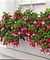 Fuchsien 'Lady Thumb' - Jungpflanzen von Bakker auf blumen.de