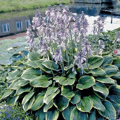 Funkie ´Marginata´ (grün-gelb) von Garten Schlüter auf blumen.de
