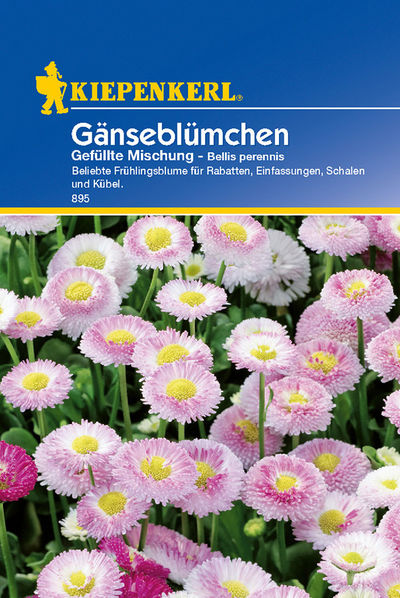 Gänseblümchen gefüllte Mischung von TOM-GARTEN auf blumen.de