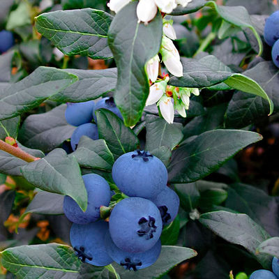 Gärtner Pötschkes Doppelernter von Gärtner Pötschke auf blumen.de