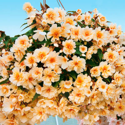 Gärtner Pötschkes Power-Begonie von Gärtner Pötschke auf blumen.de