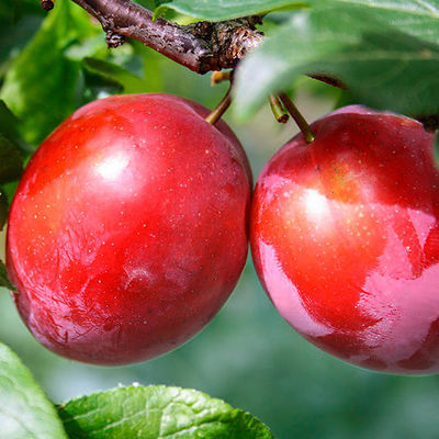 Gärtner Pötschkes Rote Melonen-Pflaume von Gärtner Pötschke auf blumen.de