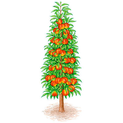 Gärtner Pötschkes Säulen-Nektarine von Gärtner Pötschke auf blumen.de
