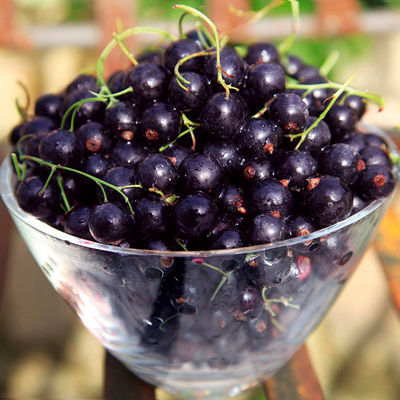 Gärtner Pötschkes Schwarze Johannisbeere von Gärtner Pötschke auf blumen.de