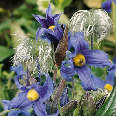 Gärtner Pötschkes Stauden-Clematis von Gärtner Pötschke auf blumen.de