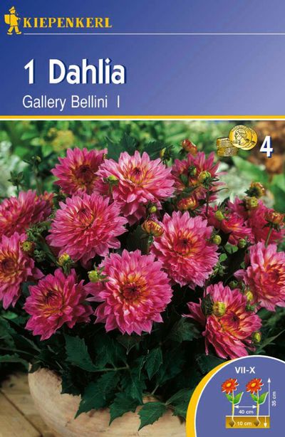 Gallery-Dahlien ´Bellini´ von TOM-GARTEN auf blumen.de