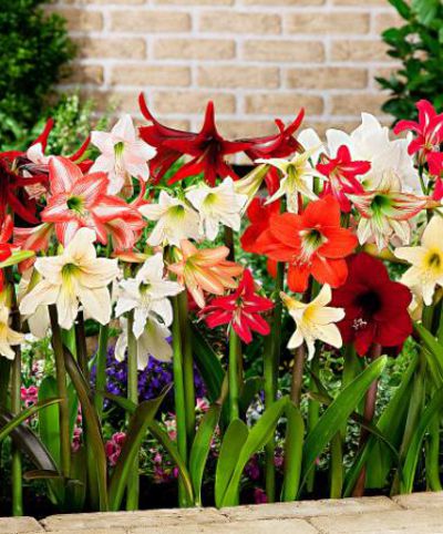 Garten- Amaryllis ‘Sonatini’ gemischt von Bakker auf blumen.de