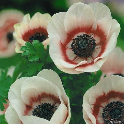 Garten-Anemone 'Bicolor' - 25 Stück von Garten Schlüter auf blumen.de