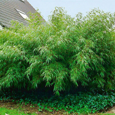 Garten-Bambus Rufa von Gärtner Pötschke auf blumen.de