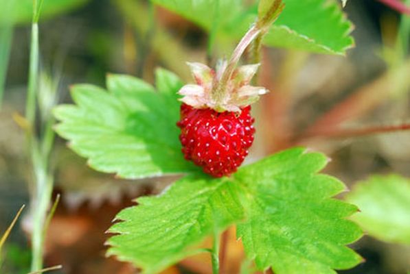 Garten-Monats-Erdbeere von TERRA - Pflanzenhandel auf blumen.de