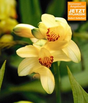 Garten-Orchidee ´Phaius flavus´ von BALDUR-Garten auf blumen.de