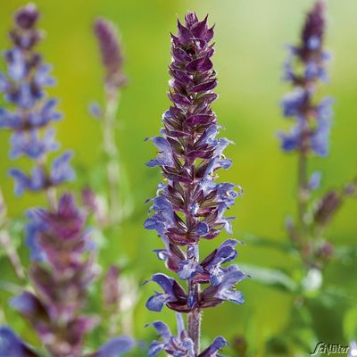 Garten-Salbei 'New Dimension Blue' von Garten Schlüter auf blumen.de