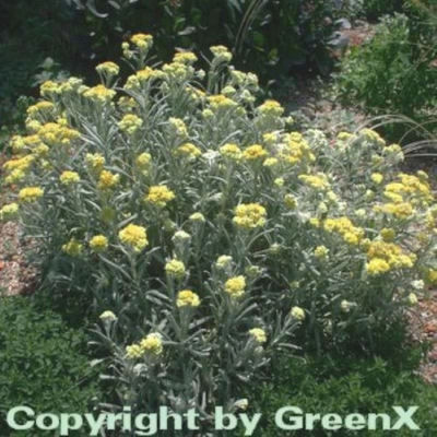 Garten-Strohblume Schwefellicht von Nr-01 Pflanzenversand auf blumen.de