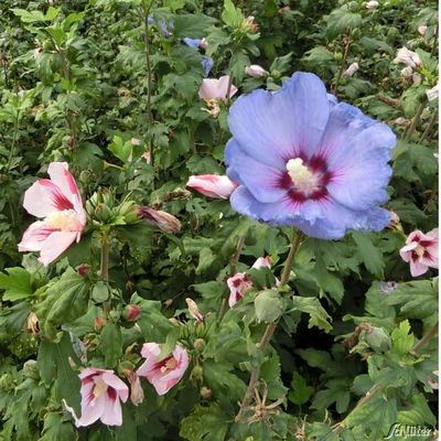 Garteneibisch ´Duo Blue Bird-Hamabo´ von Garten Schlüter auf blumen.de