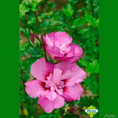 Garteneibisch Eruption von Garten Schlüter auf blumen.de