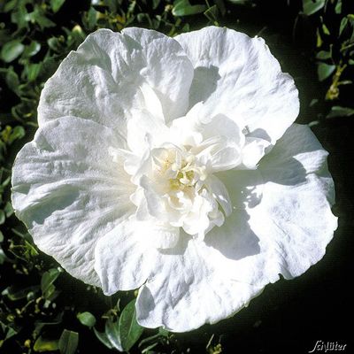 Garteneibisch ´White Chiffon®´ von Garten Schlüter auf blumen.de