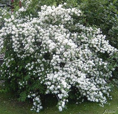 Gartenjasmin von Garten Schlüter auf blumen.de