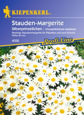 Gartenmargerite 'Silberprinzesschen' (Chrysanthemum maximum) von Gartengruen-24 auf blumen.de