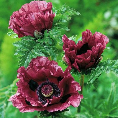 Gartenmohn von Gärtner Pötschke auf blumen.de
