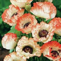 Gartenmohn  von Gärtner Pötschke auf blumen.de