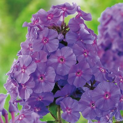 Gartenphlox 'Amethyst' von Garten Schlüter auf blumen.de