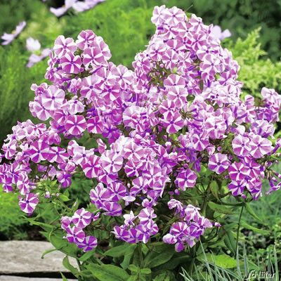 Gartenphlox ´Peppermint Twist´ von Garten Schlüter auf blumen.de