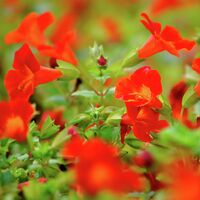 Gauklerblume rot-orange von Gärtner Pötschke auf blumen.de