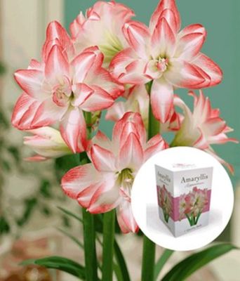 Gefüllte Amaryllis ´Double Pink´ von BALDUR-Garten auf blumen.de