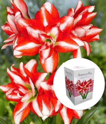 Gefüllte Amaryllis Double Red-White von BALDUR-Garten auf blumen.de