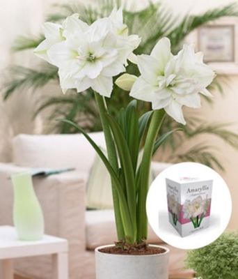 Gefüllte Amaryllis ´Double White´ von BALDUR-Garten auf blumen.de