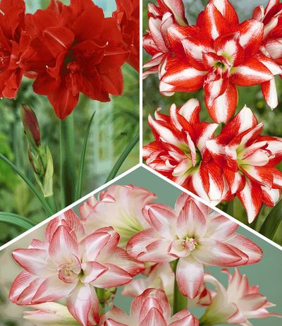 Gefüllte Amaryllis-Kollektion von BALDUR-Garten auf blumen.de